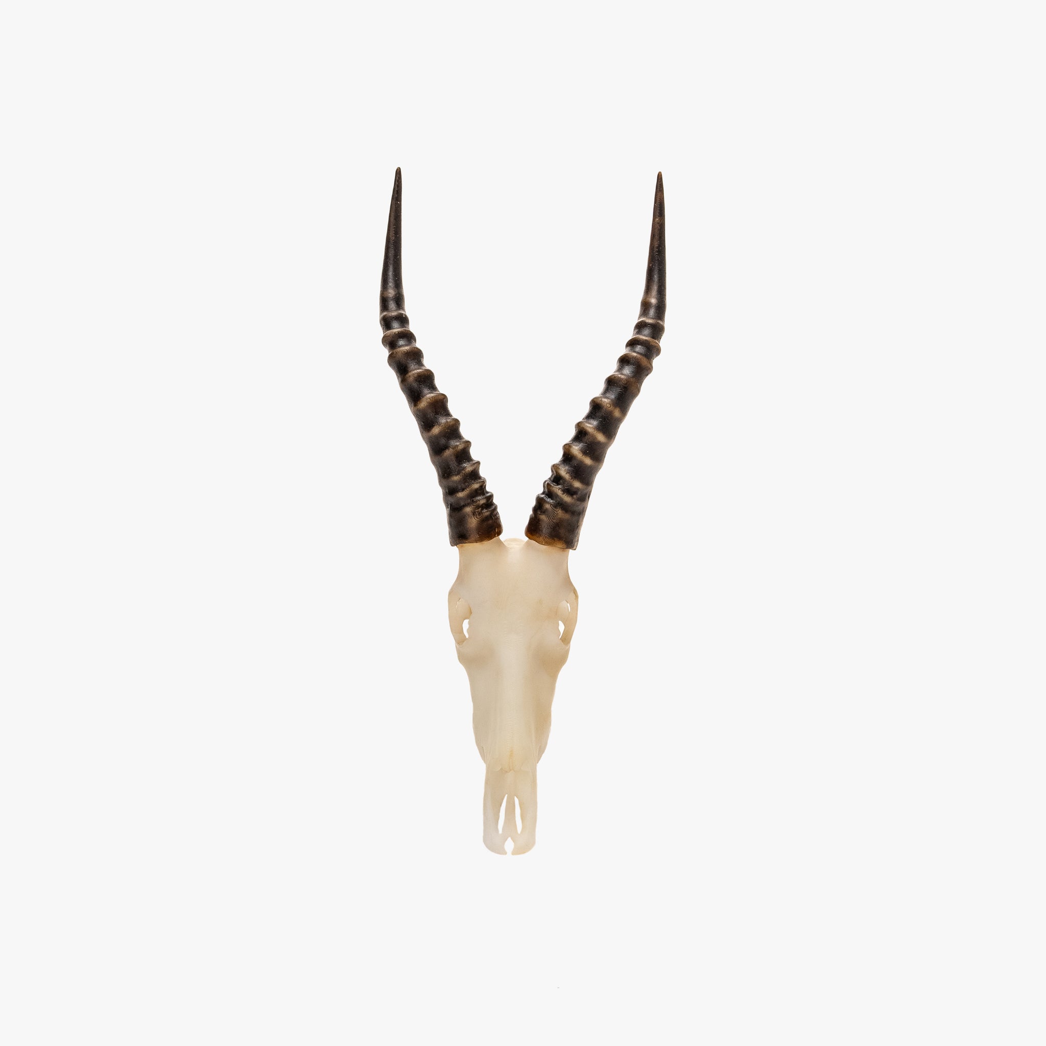 Blesbok Miniature Replica Skull