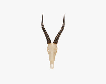 Blesbok Miniature Replica Skull