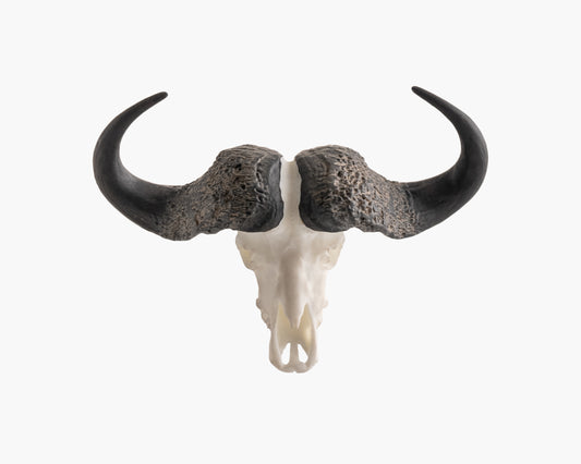 Cape Buffalo Miniature Replica Skull