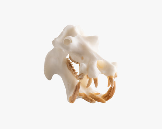 Hippo Miniature Replica Skull