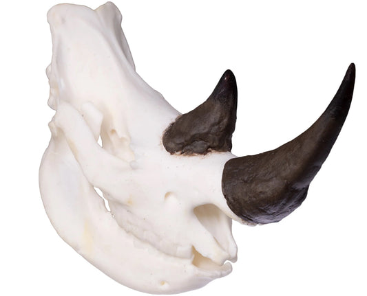 Rhino Miniature Replica Skull