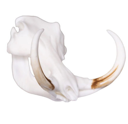 Warthog Miniature Replica Skull