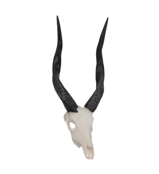 Bushbuck Miniature Replica Skulls