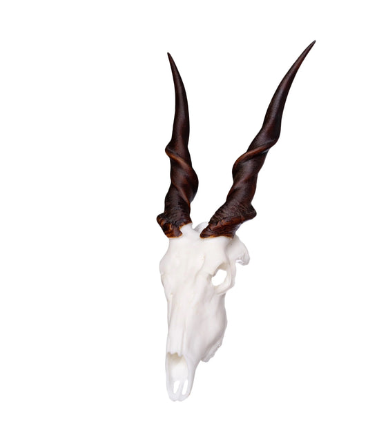 Cape Eland Miniature Replica Skull