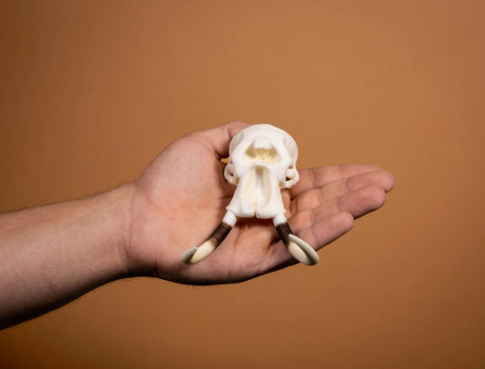 Elephant Miniature Replica Skull