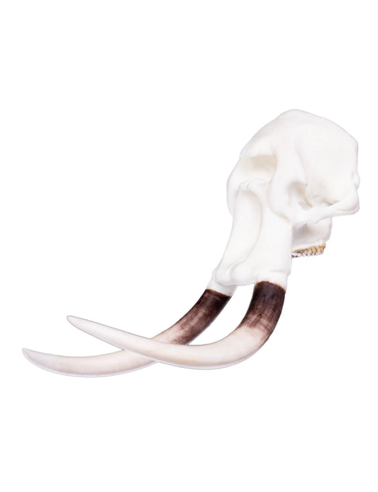 Elephant Miniature Replica Skull