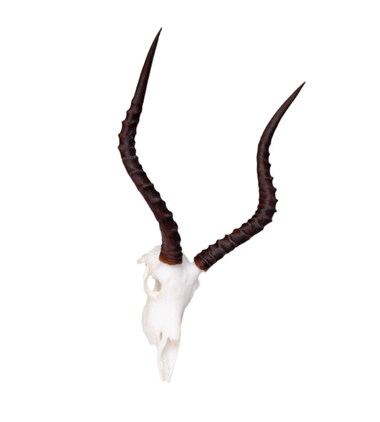 Impala Miniature Replica Skull