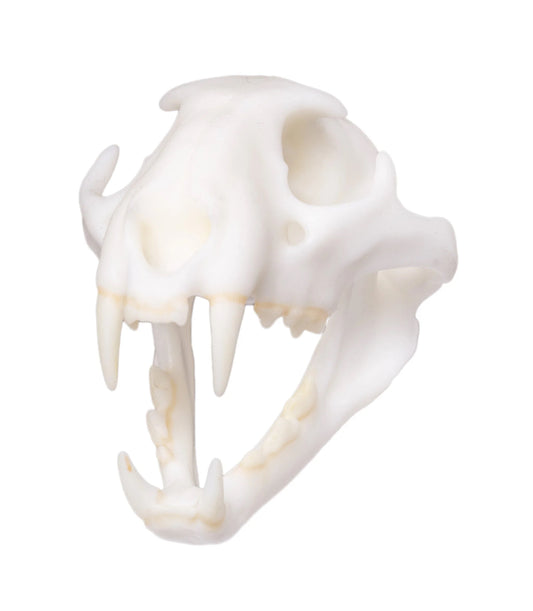 Leopard Miniature Replica Skull