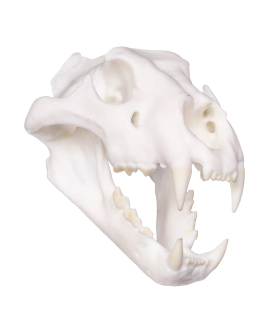 Lion Miniature Replica Skull