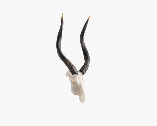 Nyala Miniature Replica Skull